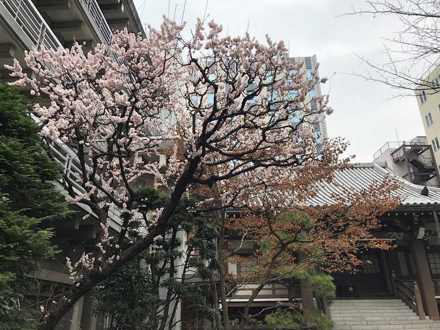 桜